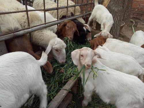 小羊羊爆料最新内容视频,揭秘视频背后的惊人真相！  第2张